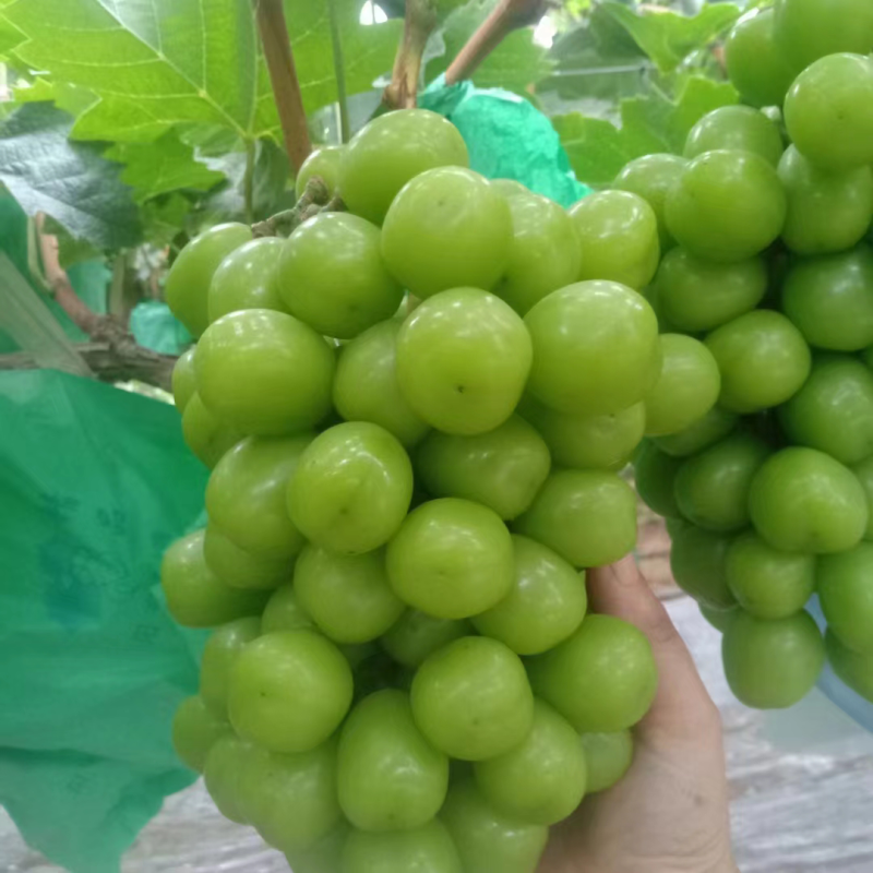 陕西户县阳光玫瑰
