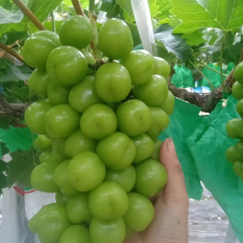 陕西户县阳光玫瑰