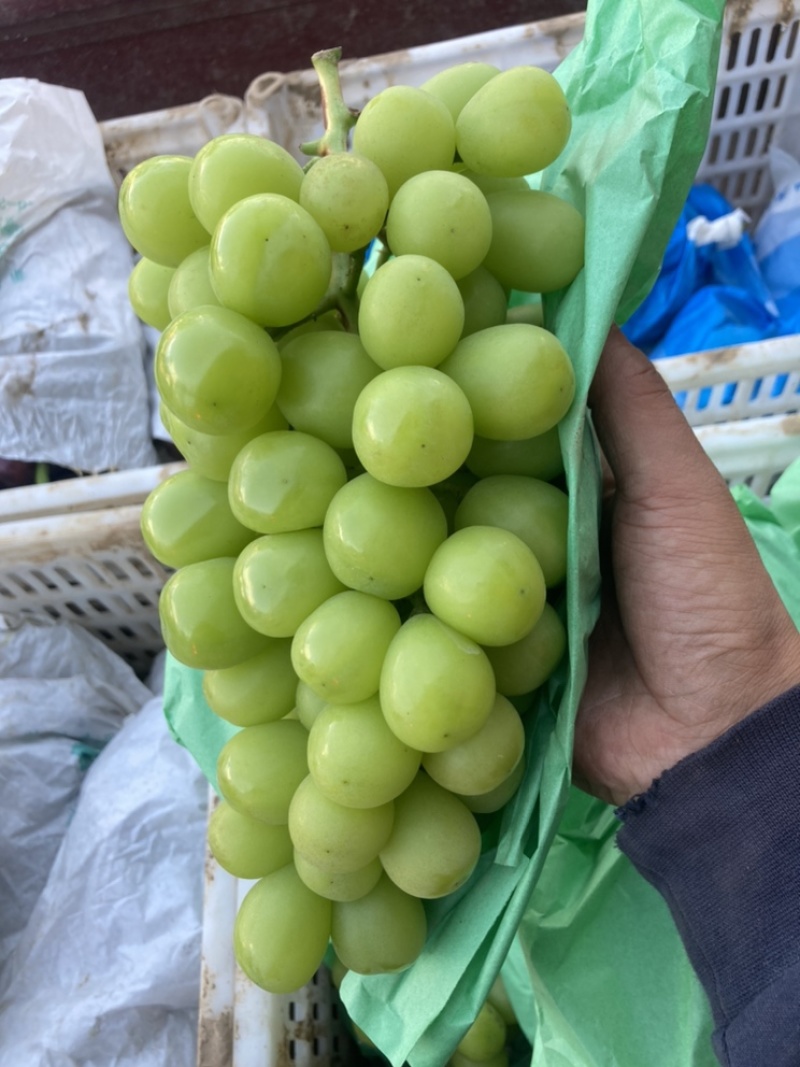 陕西户县阳光玫瑰