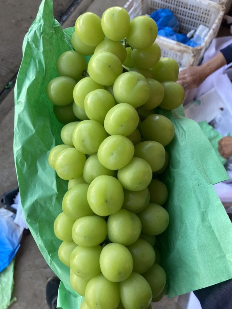 陕西户县阳光玫瑰