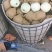 绥中黄元帅正在火爆销售中，欢迎客商前来选购