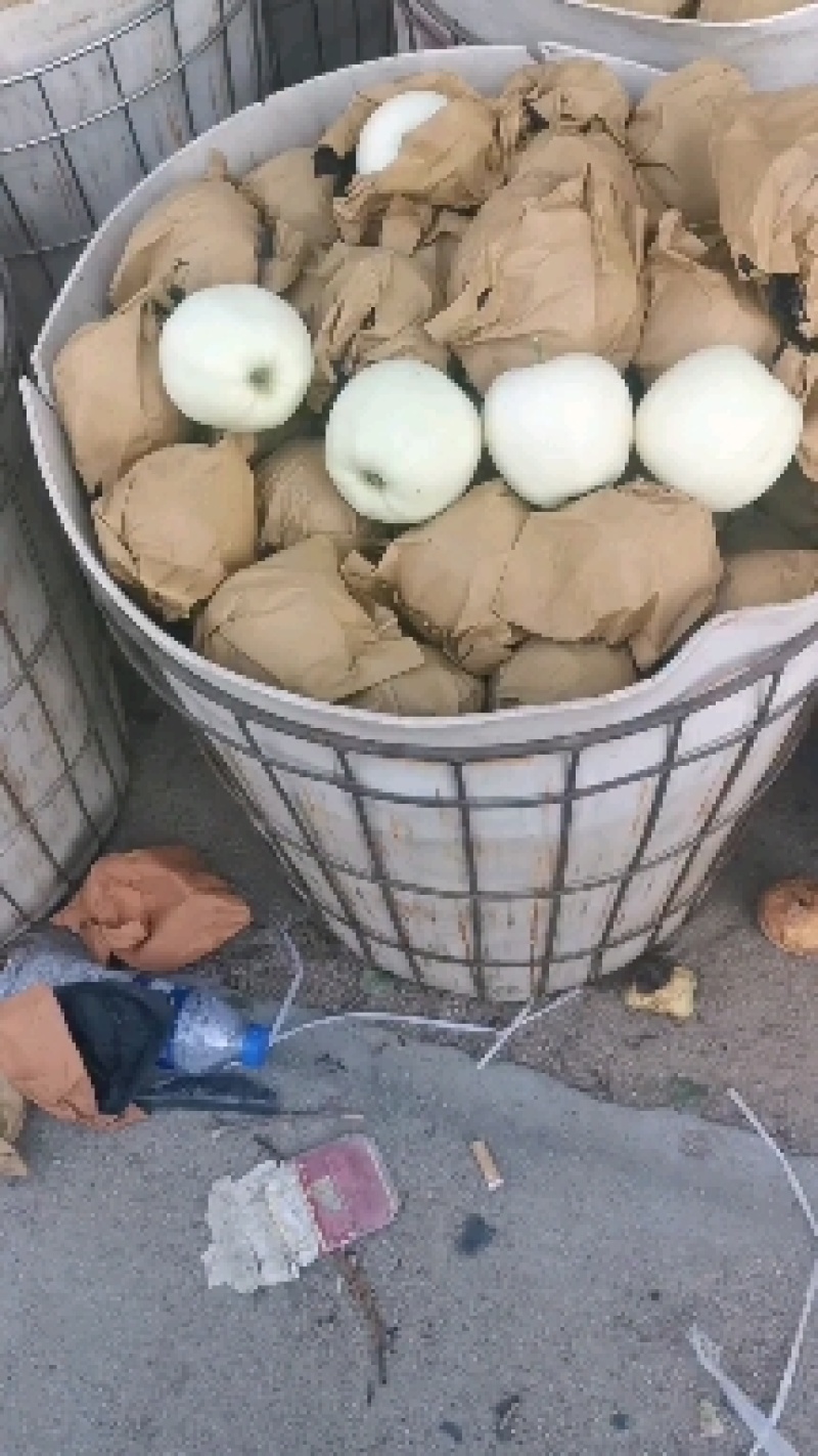 绥中黄元帅正在火爆销售中，欢迎客商前来选购