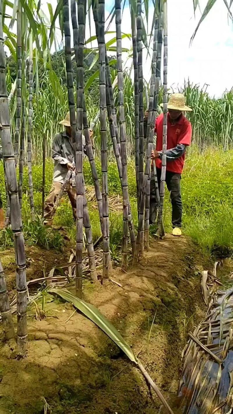 广西黑皮甘蔗颜色漂亮，节巴均匀，质量保证，欢迎来咨询