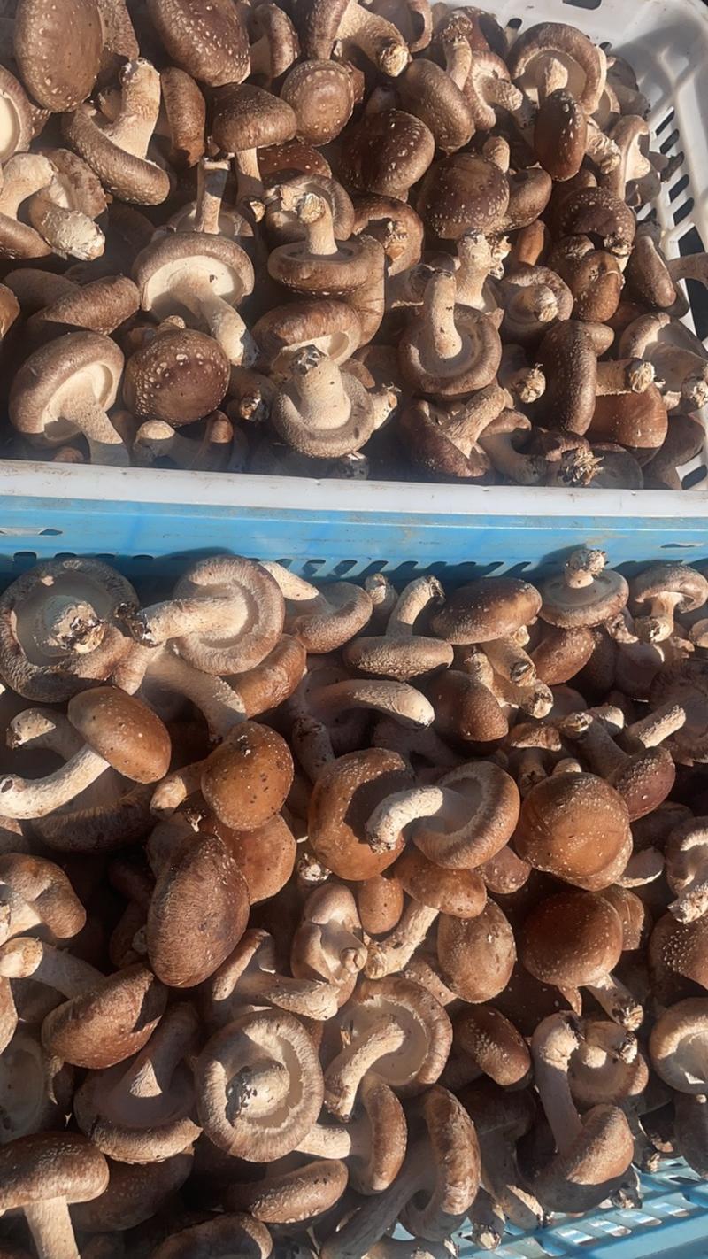 河北唐山遵化特价鲜香菇平台超市大集鲜香菇3-6公分