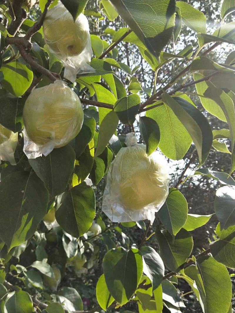 山地雪花梨