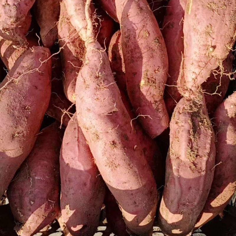 2022新鲜沂蒙蜜薯烟薯25一件代发量供应