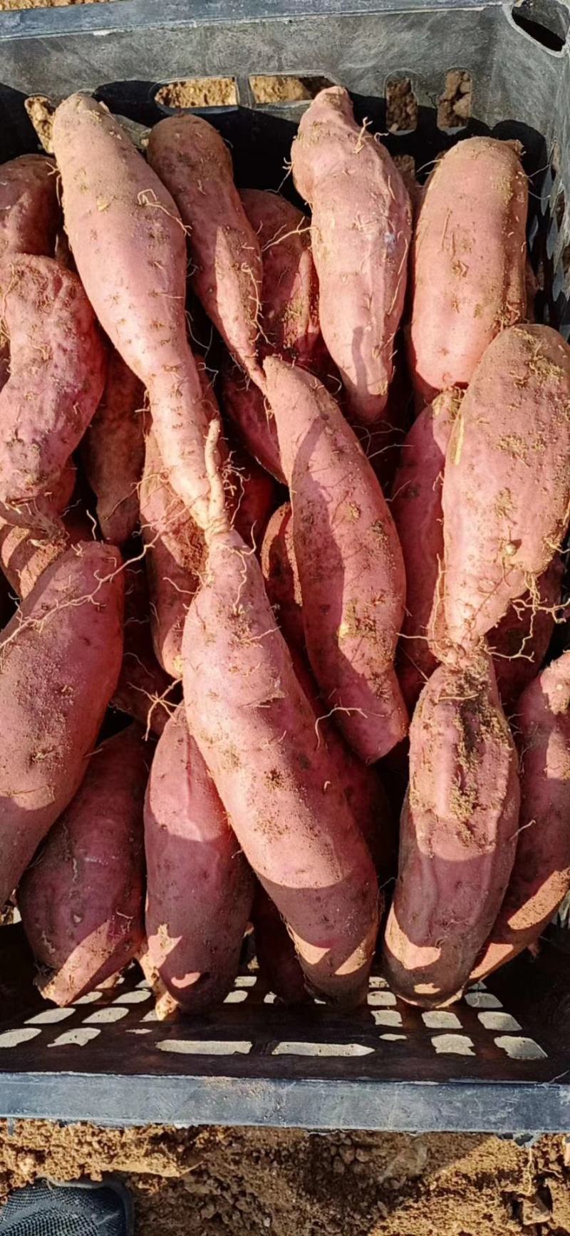 2022新鲜沂蒙蜜薯烟薯25一件代发量供应