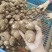 沂蒙山奶油芋头8520，好整车发货，一件代发，1厘米以上