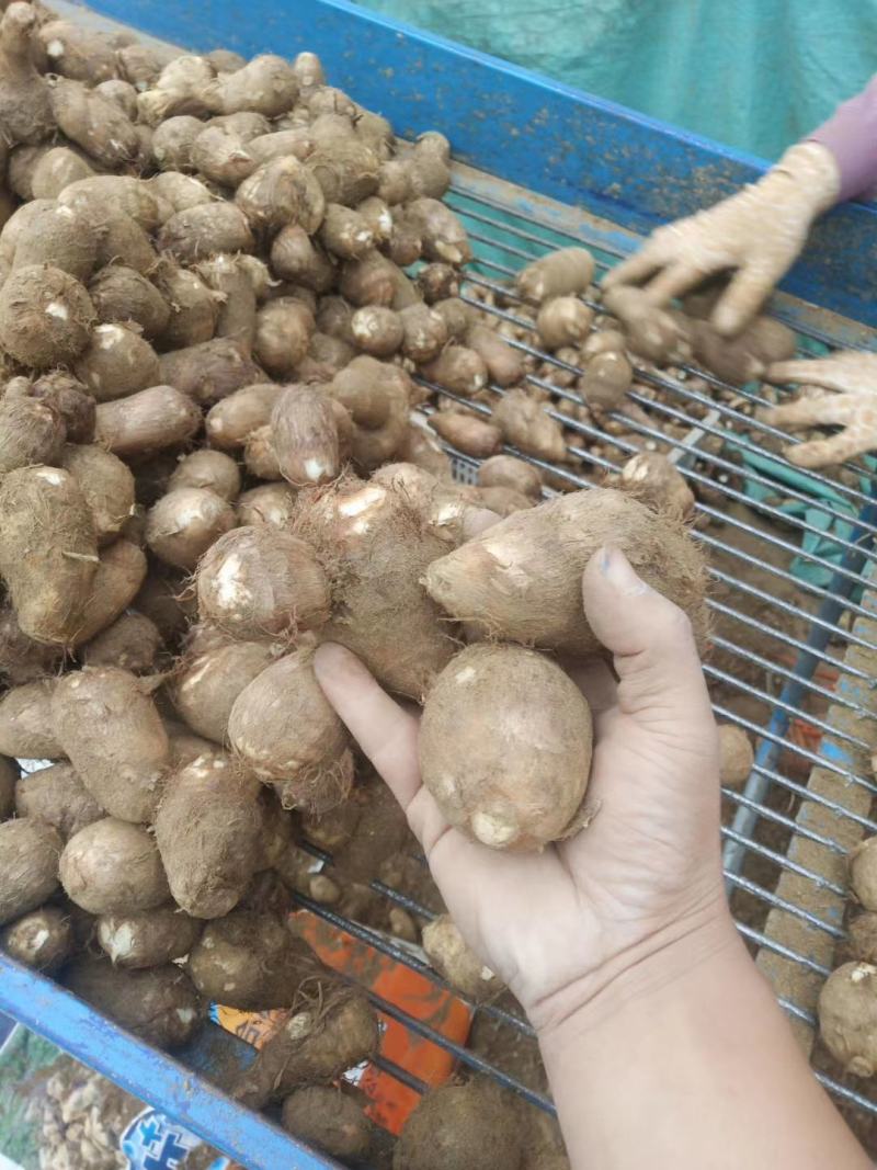 沂蒙山奶油芋头8520，好整车发货，一件代发，1厘米以上