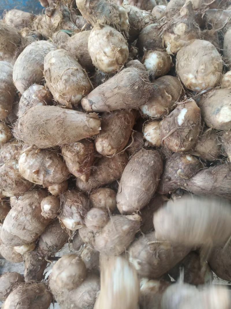 沂蒙山奶油芋头8520，好整车发货，一件代发，1厘米以上