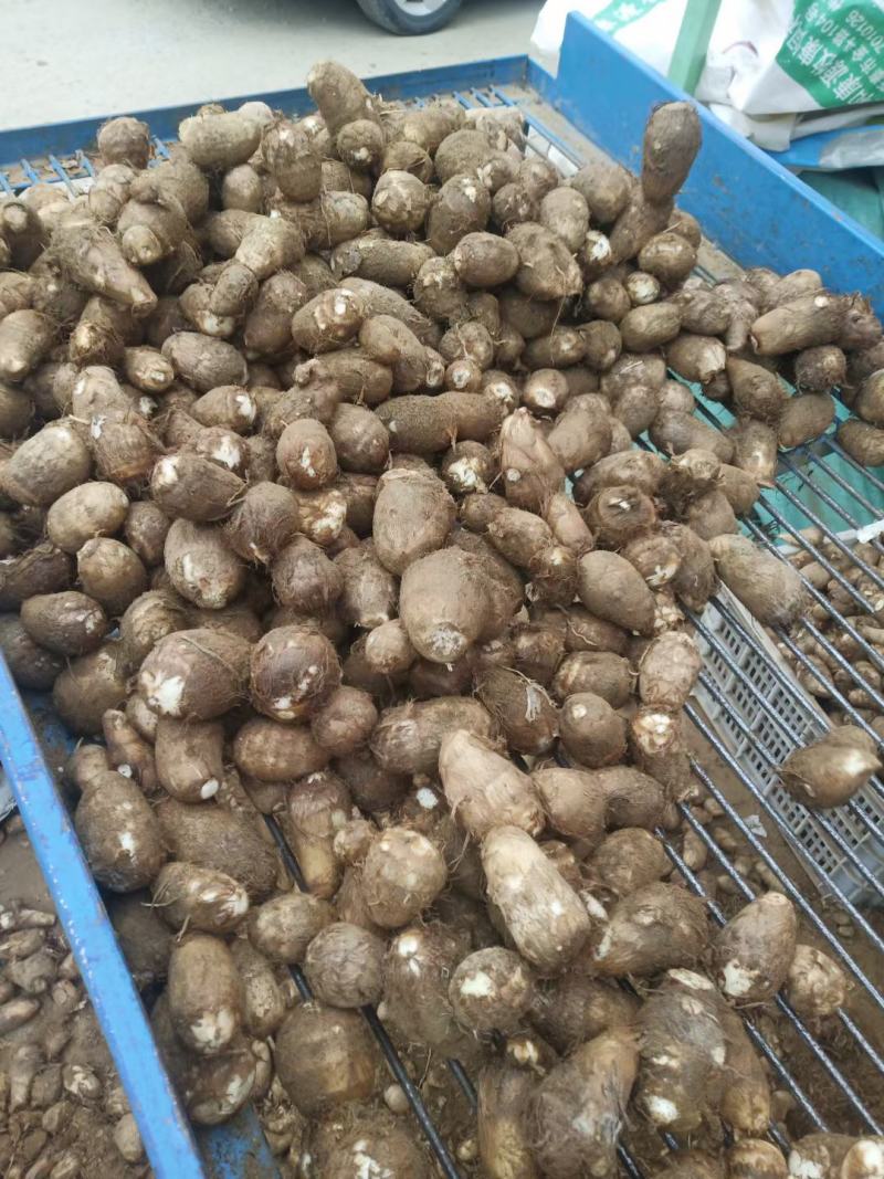 沂蒙山奶油芋头8520，好整车发货，一件代发，1厘米以上