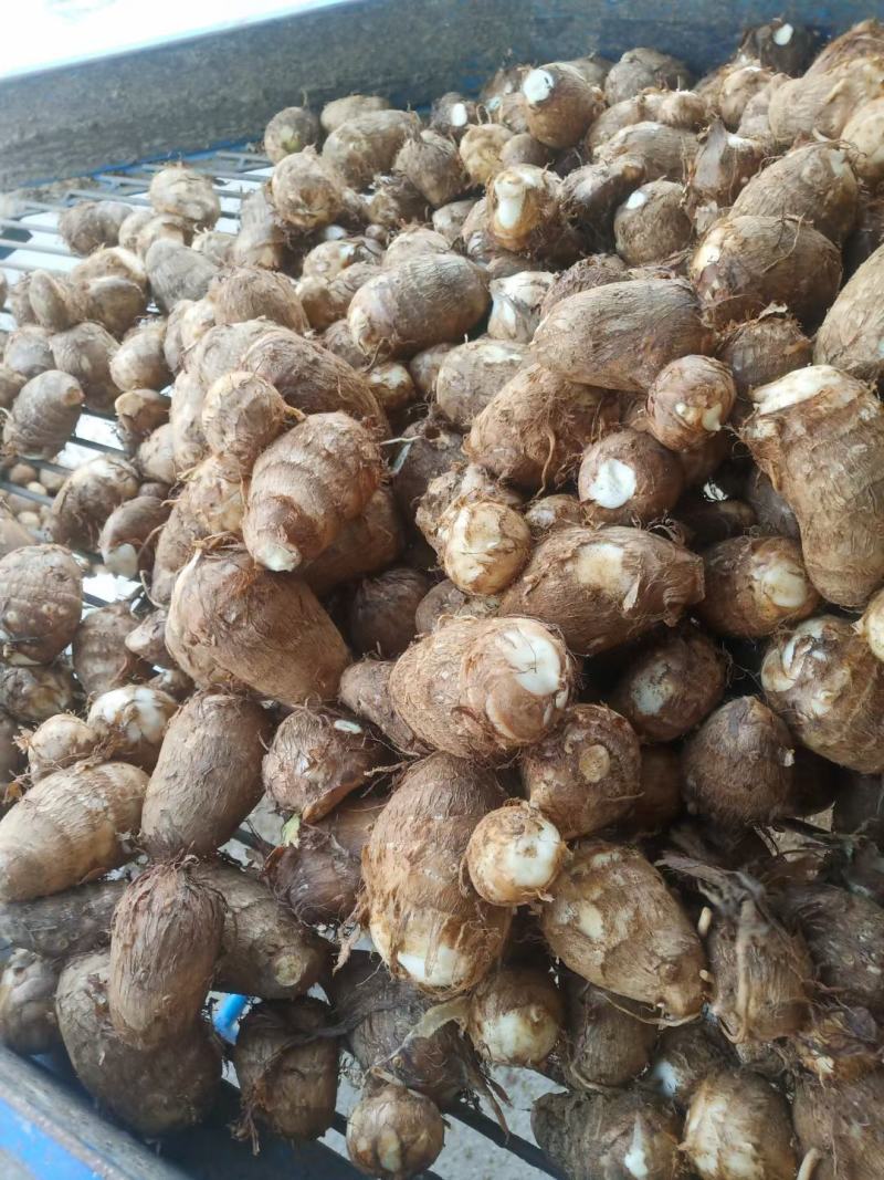 沂蒙山奶油芋头8520，好整车发货，一件代发，1厘米以上