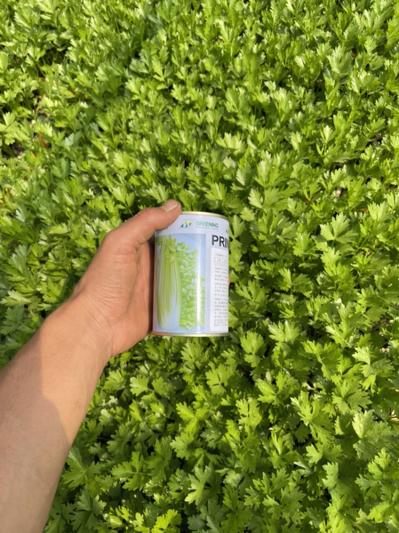 西芹苗法国皇后西芹王子根系好包成活全国可栽