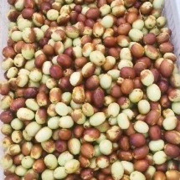 金丝小枣