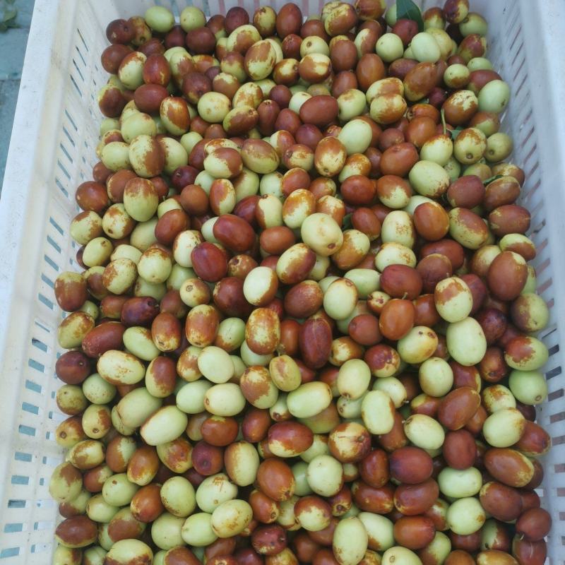 金丝小枣