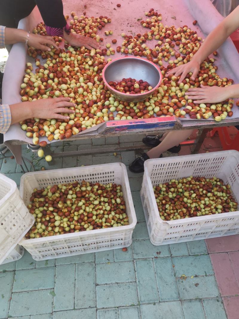 金丝小枣