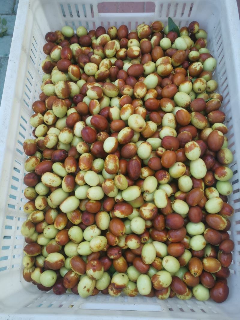 金丝小枣