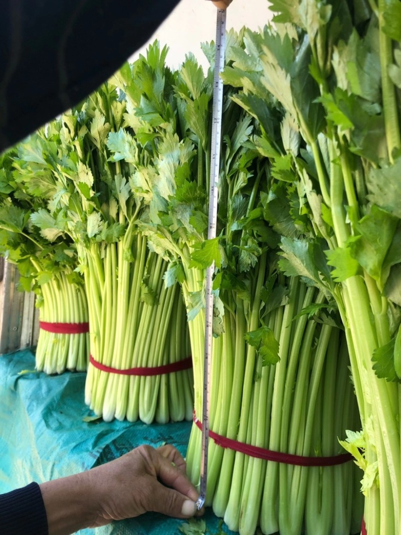 徐州精品西芹菜60cm脆嫩黄亮，大量供应中