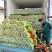 徐州精品西芹菜60cm脆嫩黄亮，大量供应中
