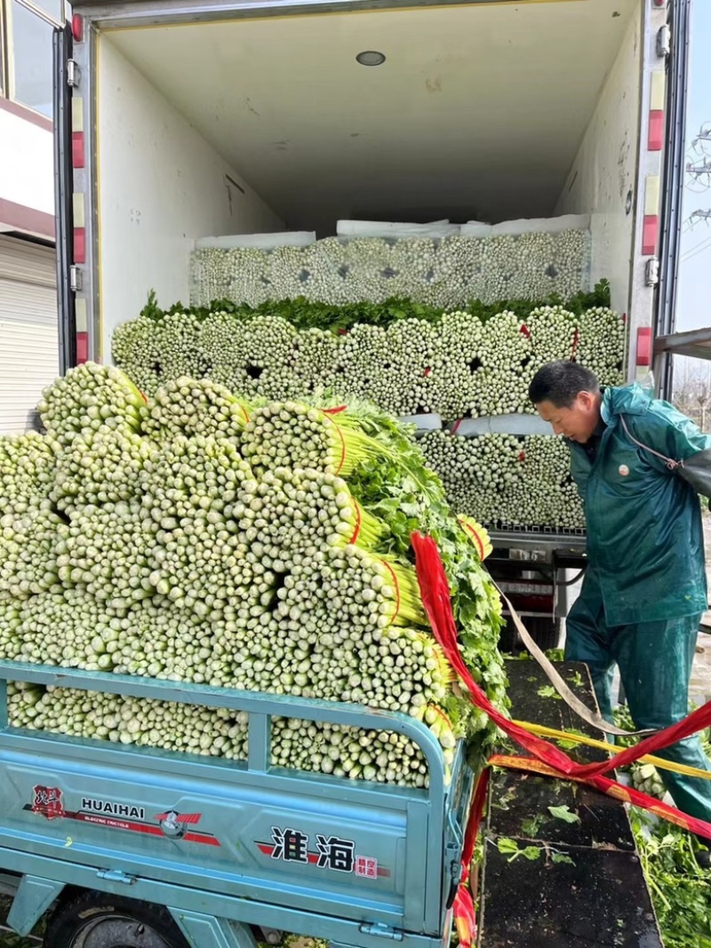 徐州精品西芹菜60cm脆嫩黄亮，大量供应中