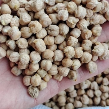 鹰嘴豆现货供应鹰嘴豆(大粒中粒小粒)鸡心豆鹰嘴豆