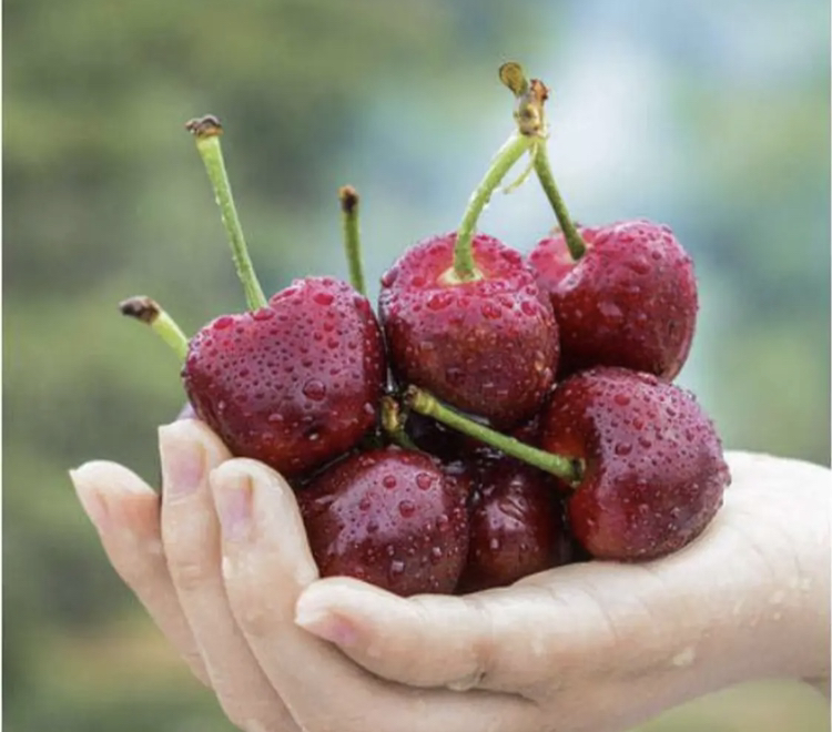 美早樱桃拼盘示意图