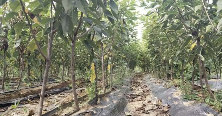 美早樱桃幼树冬季防寒措施