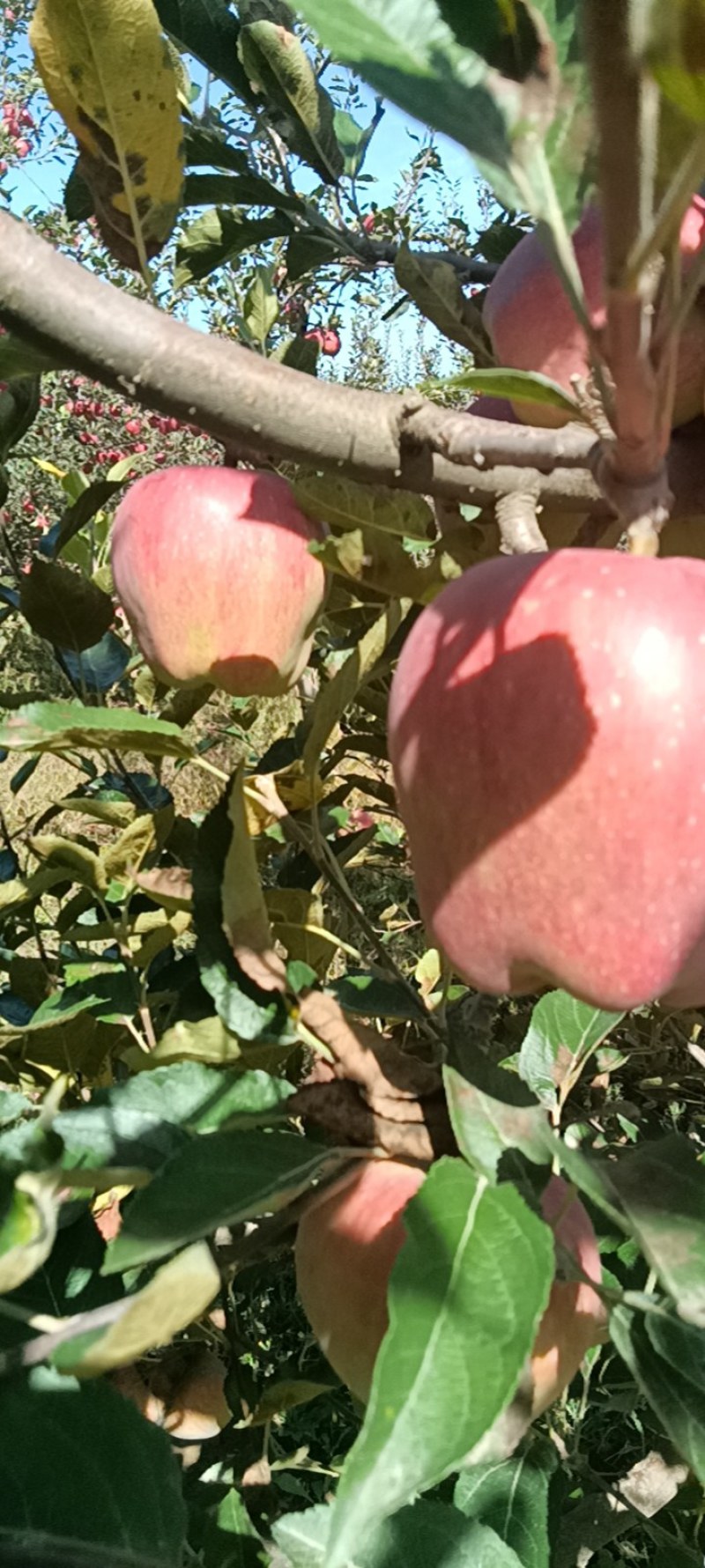 甘肃礼县苹果货源充足保质保量