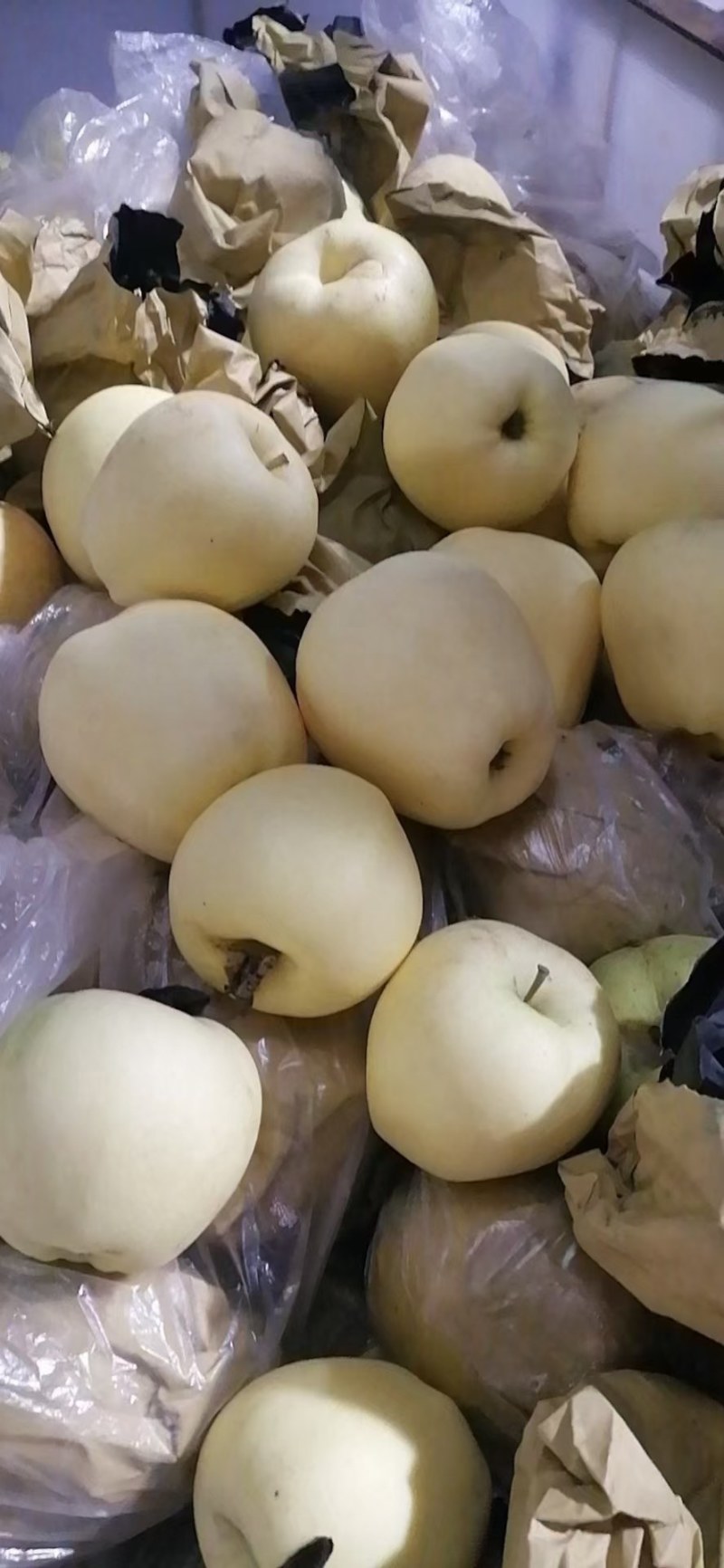 甘肃礼县苹果货源充足保质保量