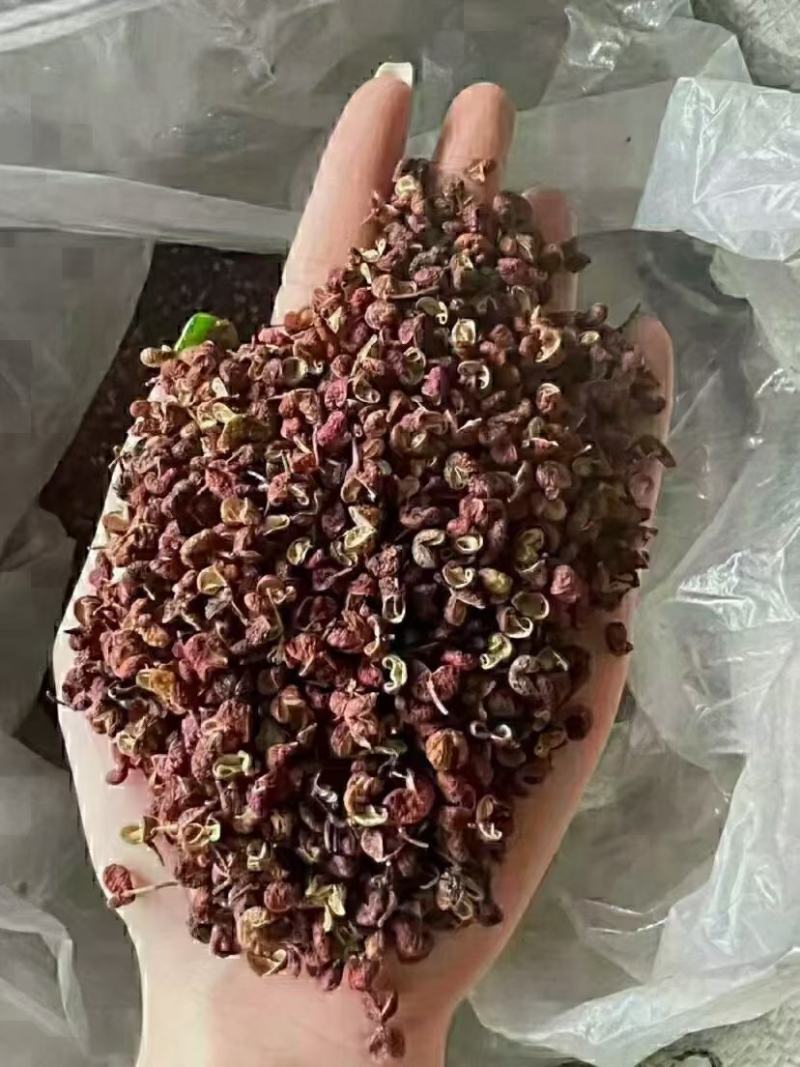 红花椒颜色红亮麻得很现货秒发