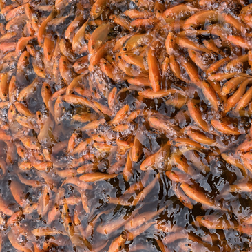 红鲤鱼苗，品质优良，养殖简单方便，密度养殖。