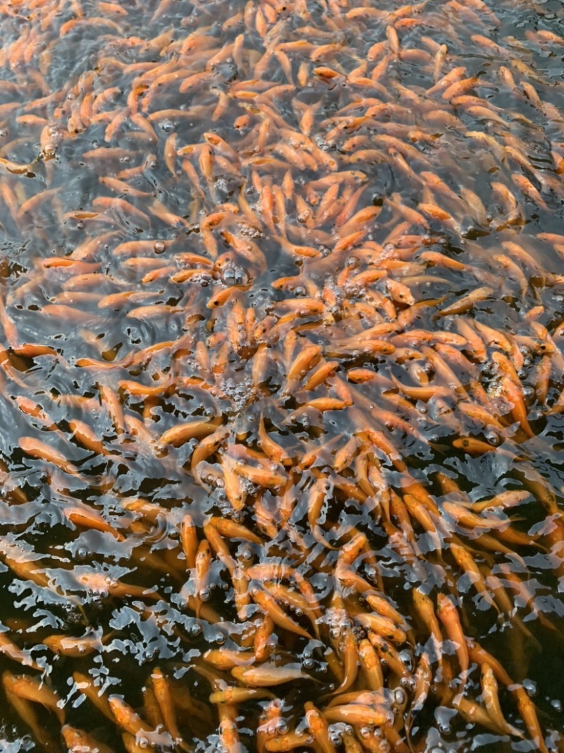 红鲤鱼苗，品质优良，养殖简单方便，密度养殖。