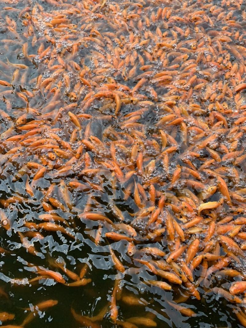 红鲤鱼苗，品质优良，养殖简单方便，密度养殖。