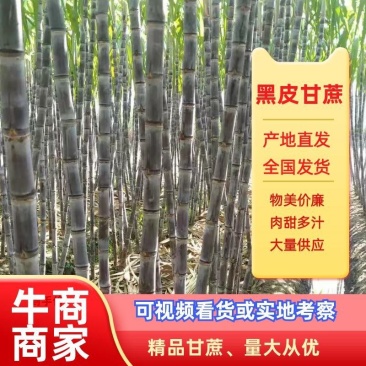广西黑皮甘蔗脆甜多汁，颜色好，节巴均匀，质量保证