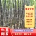 广西黑皮甘蔗脆甜多汁，颜色好，节巴均匀，质量保证