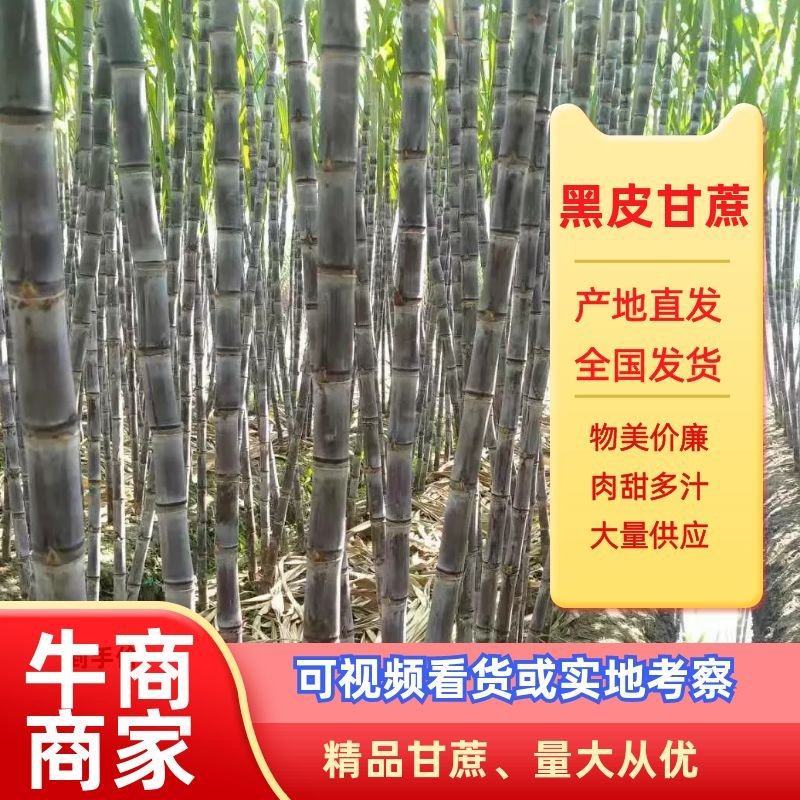 广西黑皮甘蔗脆甜多汁，颜色好，节巴均匀，质量保证
