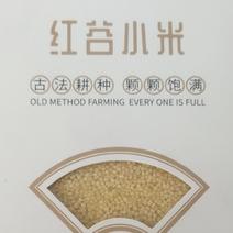 古法耕种颗粒饱满小米