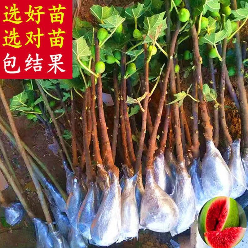 无花果树苗波姬红布兰瑞克紫果品种纯正，现挖现发