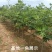 无花果树苗波姬红布兰瑞克紫果品种纯正，现挖现发