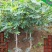 无花果树苗波姬红布兰瑞克紫果品种纯正，现挖现发