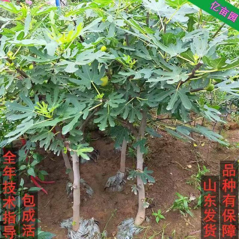 无花果树苗波姬红布兰瑞克紫果品种纯正，现挖现发
