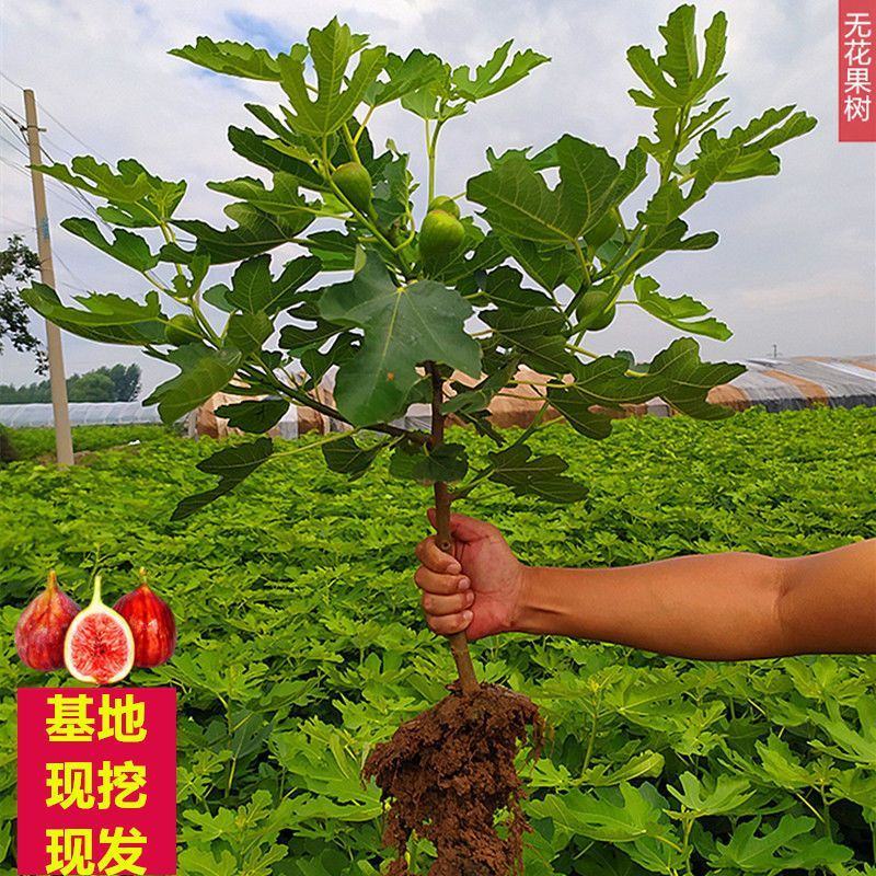 无花果树苗波姬红布兰瑞克紫果品种纯正，现挖现发