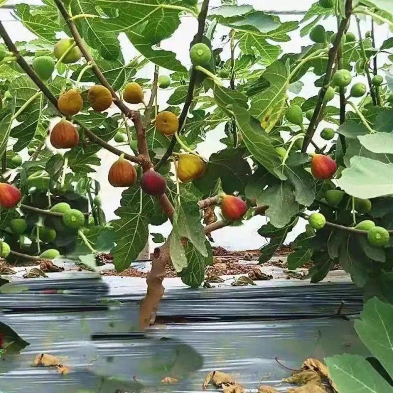 无花果树苗波姬红布兰瑞克紫果品种纯正，现挖现发