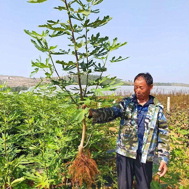 无花果树苗波姬红布兰瑞克紫果品种纯正，现挖现发
