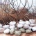 无花果树苗波姬红布兰瑞克紫果品种纯正，现挖现发