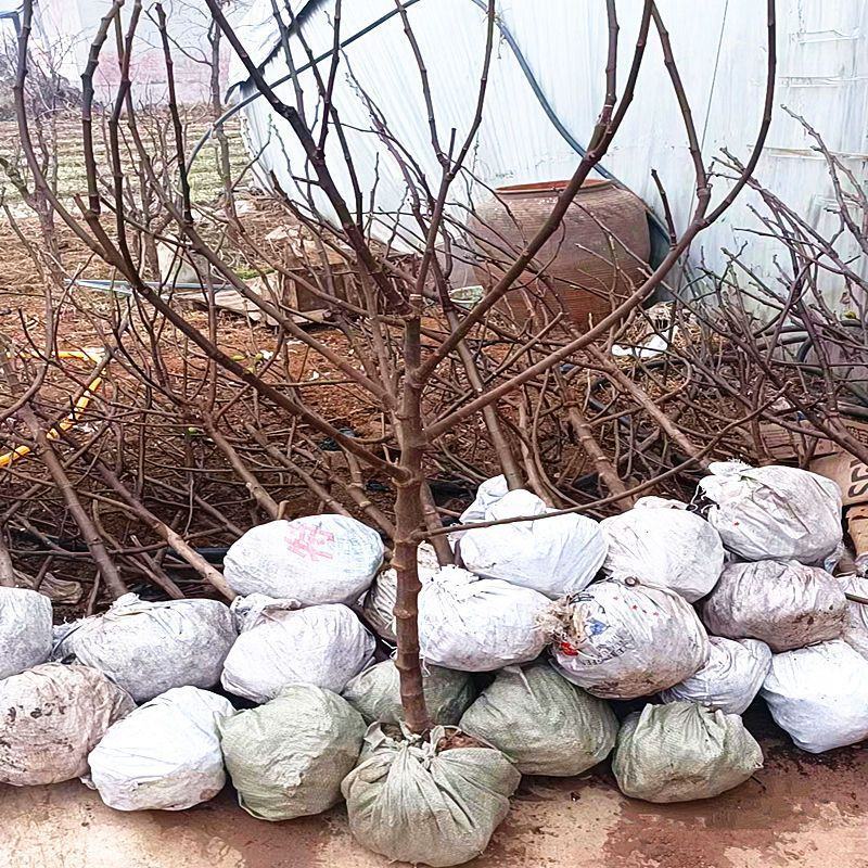 无花果树苗波姬红布兰瑞克紫果品种纯正，现挖现发