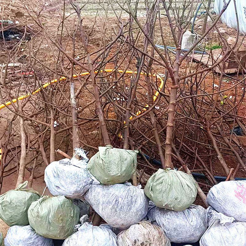 无花果树苗波姬红布兰瑞克紫果品种纯正，现挖现发