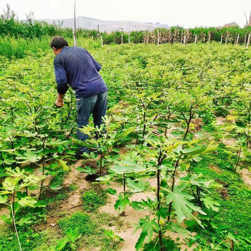 无花果树苗波姬红布兰瑞克紫果品种纯正，现挖现发