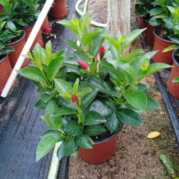 飘香藤花带花苞春夏季开花庭院爬藤植物花卉阳台花卉盆栽
