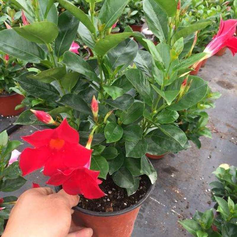 飘香藤花带花苞春夏季开花庭院爬藤植物花卉阳台花卉盆栽